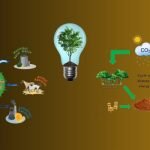 Biomass Energy Harnessing Nature's Potential for Sustainable Power