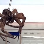 Necrobotics